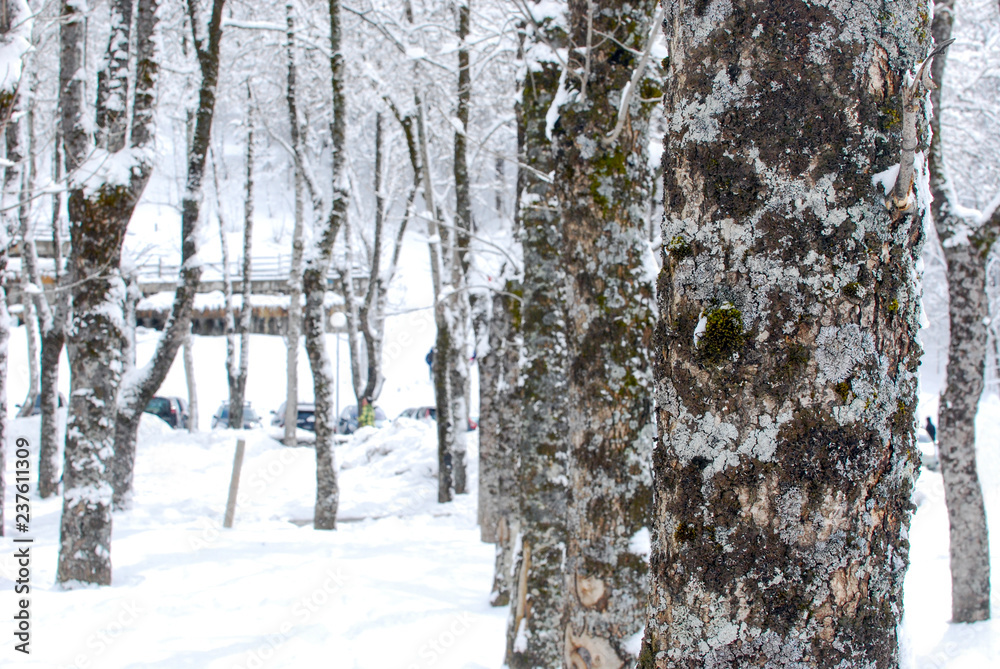 Fototapeta premium Paisaje de invierno
