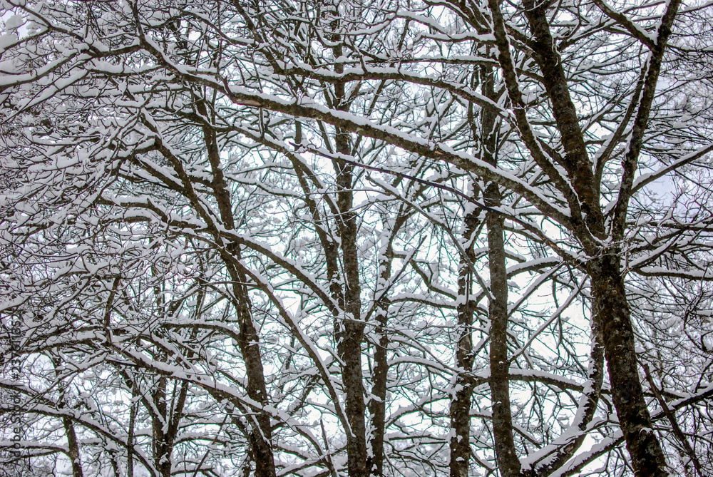 Paisaje de invierno