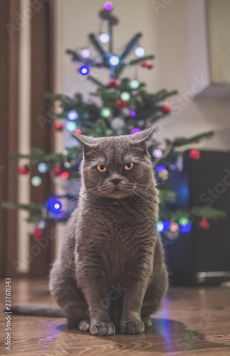 Bilde på lerret angry cranky cat sitting in front of christmas tree like a grinch
