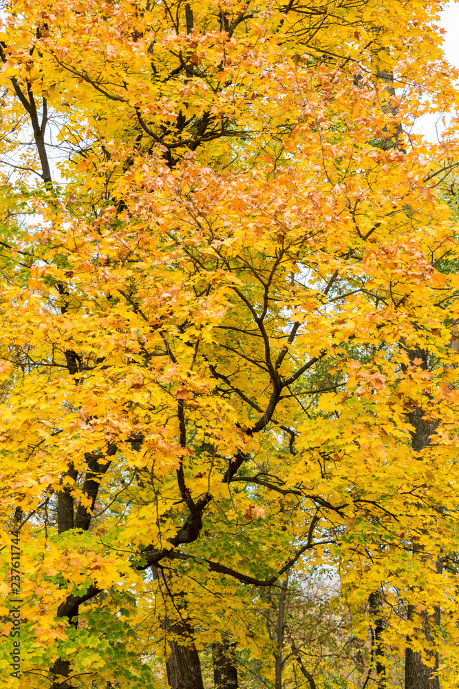Yellow maple leaves on a cloudy autumn day. Background Yellow maple leaves on a cloudy autumn day. Background