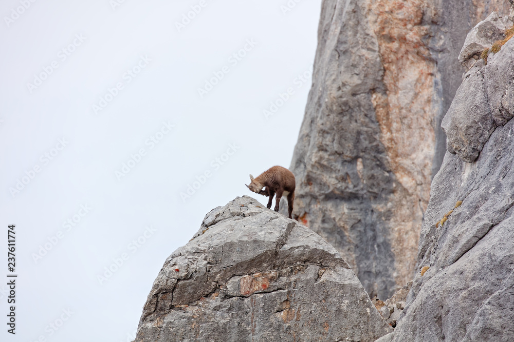 Wild mountain goats in Lechquellengebirge mountains Wild mountain goats in Lechquellengebirge mountains