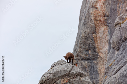 Wild mountain goats in Lechquellengebirge mountains