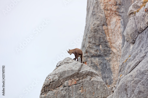 Wild mountain goats in Lechquellengebirge mountains