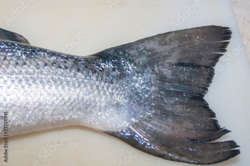  beautiful salmon, closeup