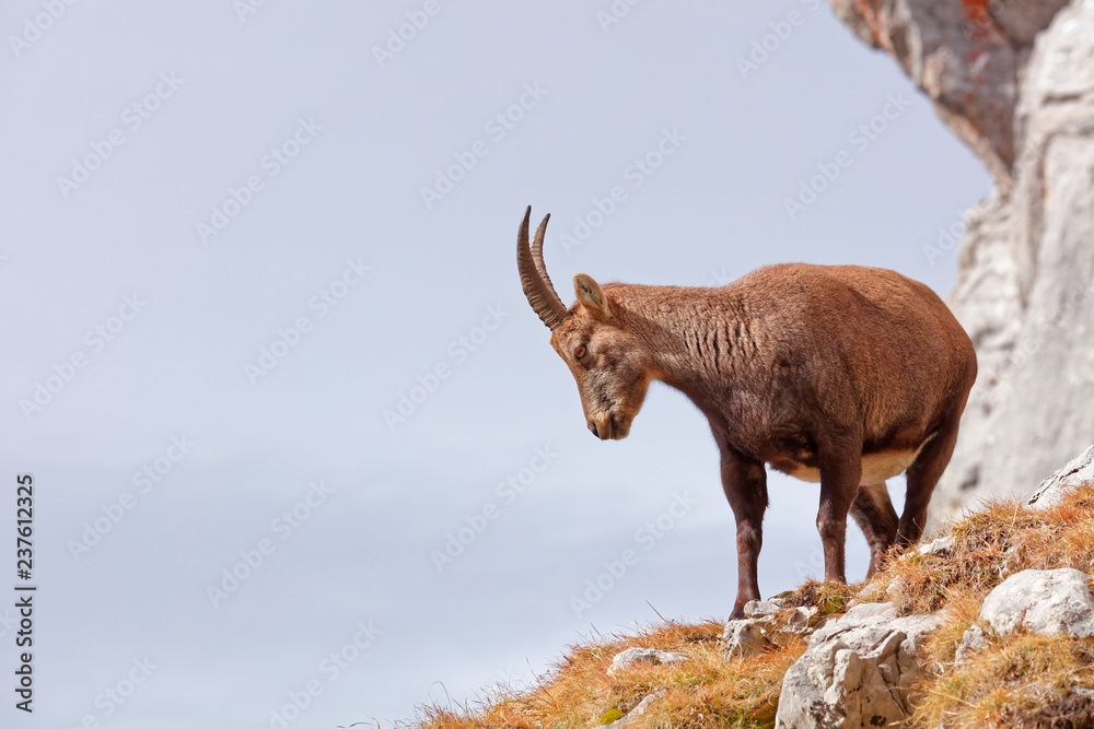 Wild mountain goats in Lechquellengebirge mountains Wild mountain goats in Lechquellengebirge mountains
