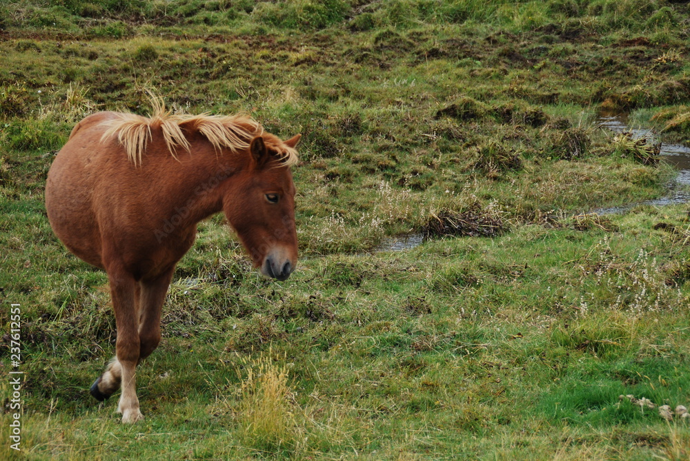 Fototapeta premium caballo