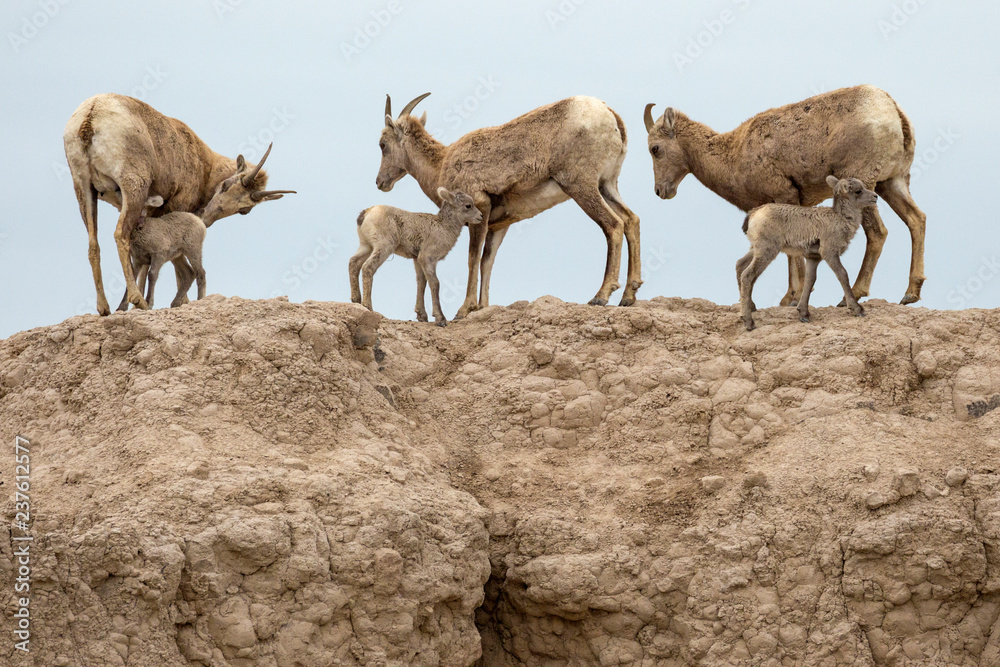 Bighorn sheep in Badlands National Park in South Dakota. Bighorn sheep in Badlands National Park in South Dakota.