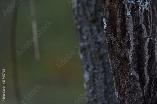 tree bark in the forest bokeh