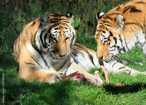 Two Tigers Licking Their Chops Over the Remaining Bones of their Dinner