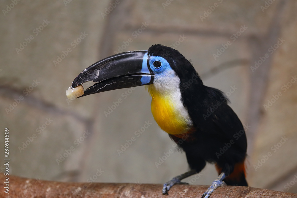 Obraz premium Toucan black-bellied in zoo. (Ramphastos vitellinus vitellinus). 