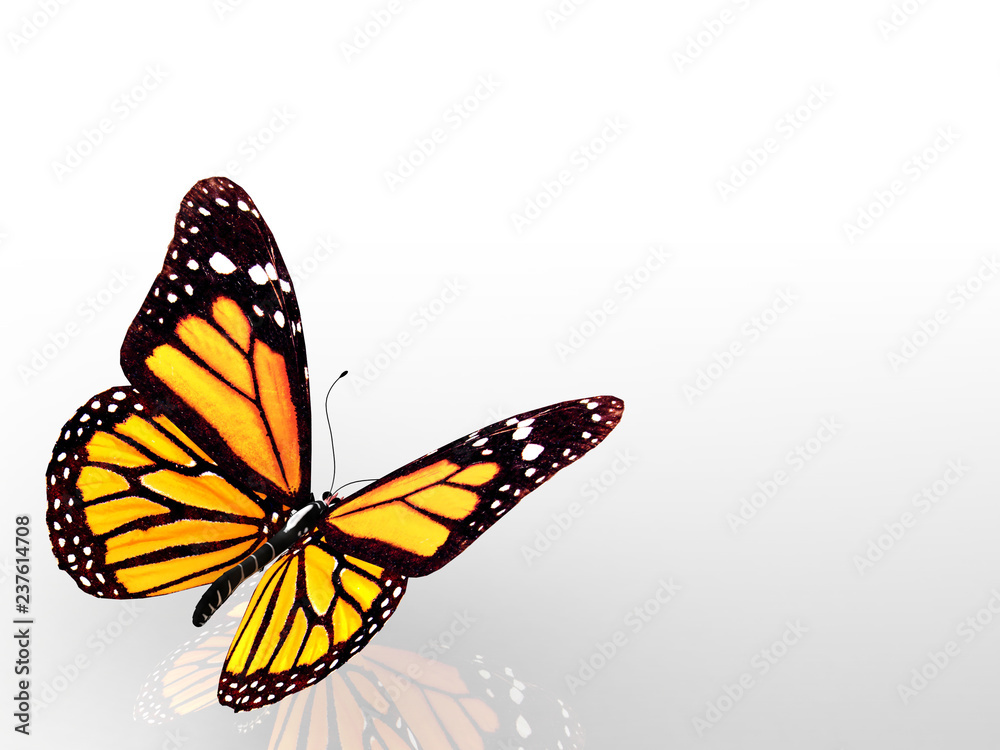 Fototapeta premium butterfly isolated on white background