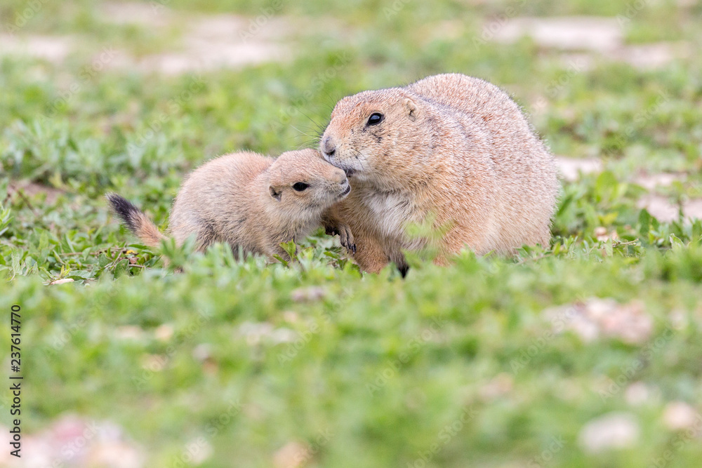 Wild prairie dog in Badlands National Park in South Dakota. Wild prairie dog in Badlands National Park in South Dakota.