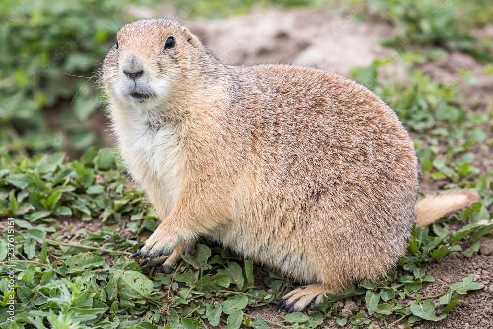 Naklejka premium Wild prairie dog in Badlands National Park in South Dakota.