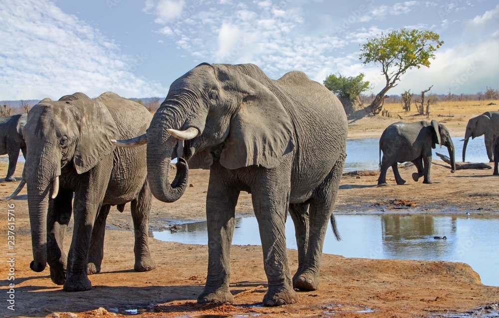 Obraz premium Two African Elephants - Africana Losodonta - drinking from a waterhole in Hwange National Park, Zimbabwe. There is a small herd of elephants in the background.