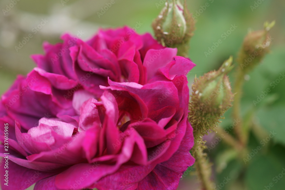 Fototapeta premium rose