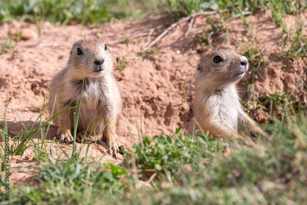 Wild prairie dog in Badlands National Park in South Dakota. Wild prairie dog in Badlands National Park in South Dakota.