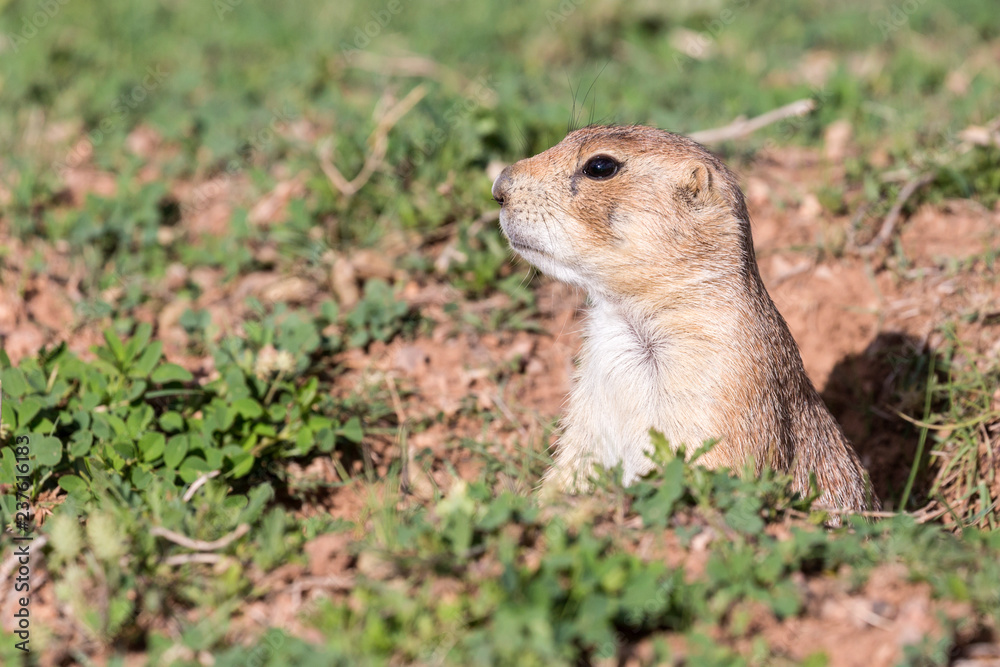 Wild prairie dog in Badlands National Park in South Dakota. Wild prairie dog in Badlands National Park in South Dakota.