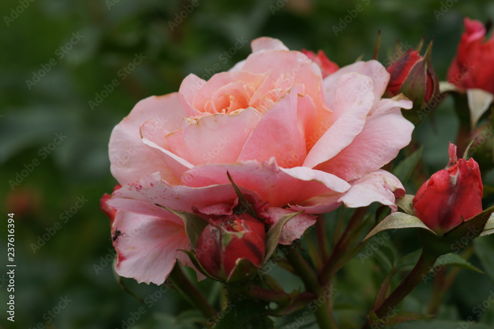 Fototapeta premium rose