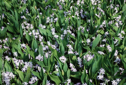 Chionodoxa forbesii Pink Giant flowering with tulip leaves in the park. Springtime in Netherlands.