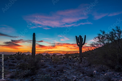 Sonoran desert sunset