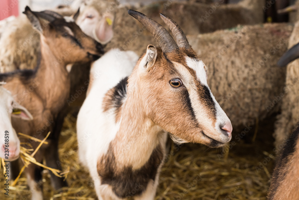 Cute brown goat in the stable Cute brown goat in the stable