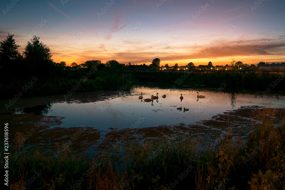 Obraz premium Group of swans in a pond after colorful sunset, blue hour