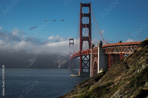 Pelikane im Flug vor der  Golden Gate Bridge