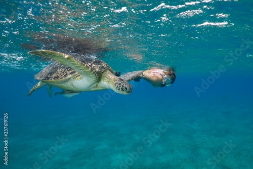 Woman with mask and fins swims with Green Sea Turtle (Chelonia mydas) under surface of the blue water, Red Sea, Abu Dabab, Marsa Alam, Egypt, Africa photo