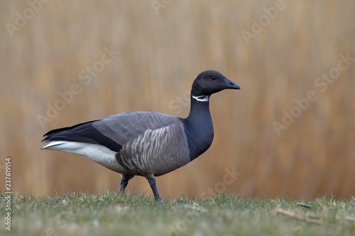 Brant Goose (Branta bernicla) stands in a meadow, National Park Lauwersmeer, Holland, Netherlands photo