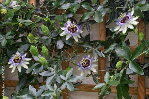 Blue passion flower (Passiflora caerulea), on a house wall on growth support, Burgenland, Austria, Europe photo