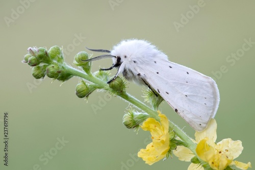 White ermine (Spilosoma lubricipeda), on Common agrimony (Agrimonia eupatoria), Burgenland, Austria, Europe