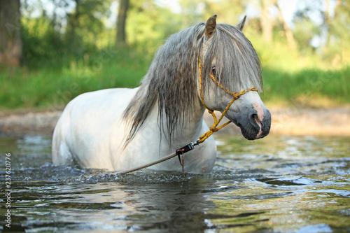 Fototapeta Naklejka Na Ścianę i Meble -  Gorgeous stallion swimming in river