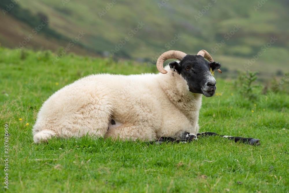 Dalesbred sheep lying in the grass, Isle of Skye, Scotland, Great Britain Dalesbred sheep lying in the grass, Isle of Skye, Scotland, Great Britain