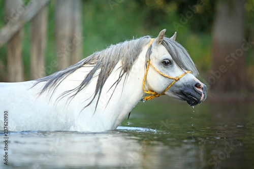 Fototapeta Naklejka Na Ścianę i Meble -  Gorgeous stallion swimming in river