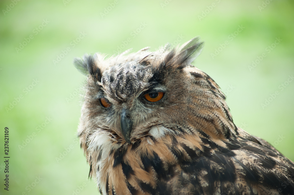 Long-eared Owl Long-eared Owl
