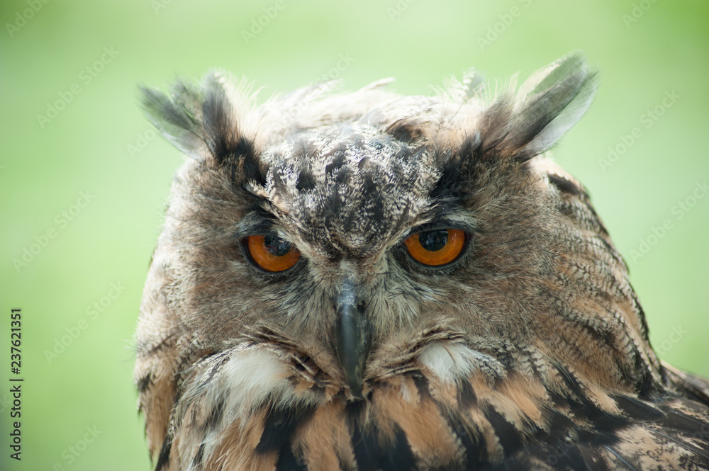 Naklejka premium Long-eared Owl