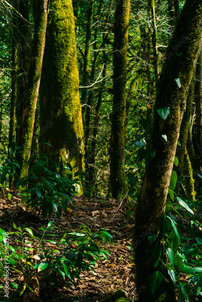 Obraz premium background - subtropical forest, yew-boxwood grove with mossy tree trunks