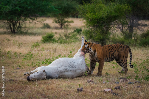 A dominant male tiger dragging a cow body after a kill in open grassland at  Ranthambore Tiger Reserve, India photo