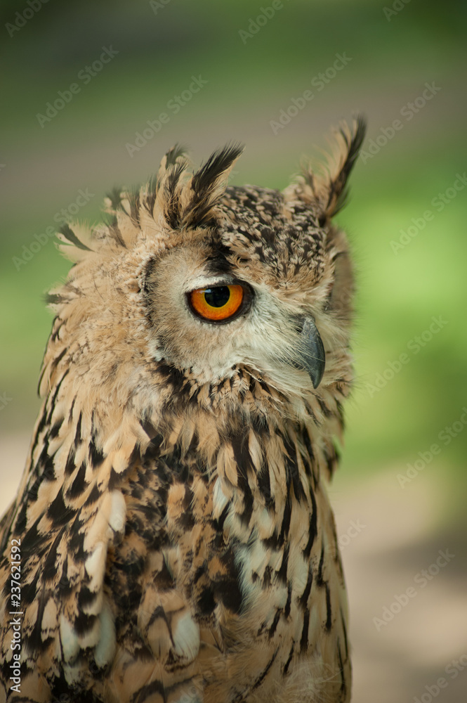 Long-eared Owl