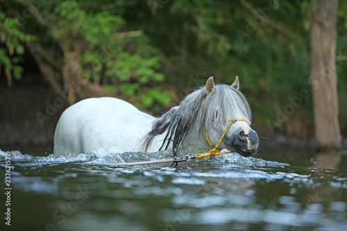 Fototapeta Naklejka Na Ścianę i Meble -  Gorgeous stallion swimming in river