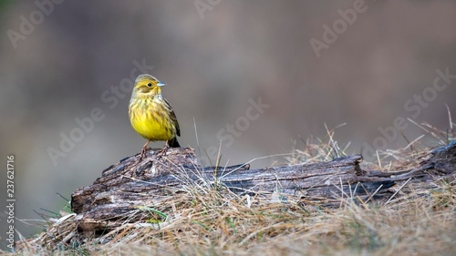 Yellowhammer (Emberiza citrinella) sits on deadwood, Tyrol, Austria, Europe photo