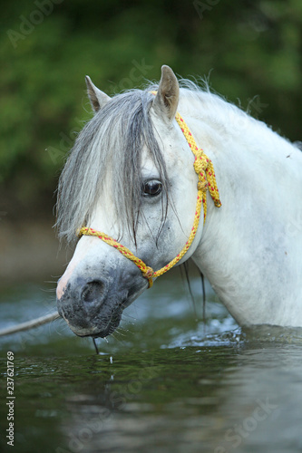 Fototapeta Naklejka Na Ścianę i Meble -  Gorgeous stallion swimming in river