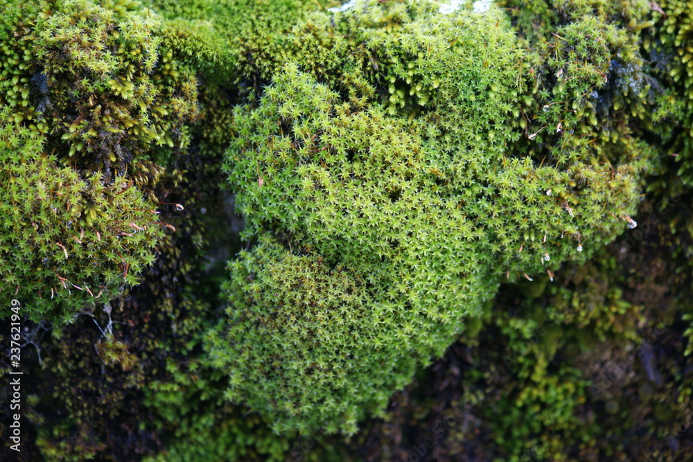 natur natur