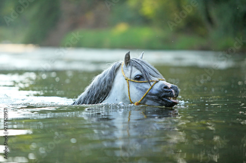 Fototapeta Naklejka Na Ścianę i Meble -  Gorgeous stallion swimming in river