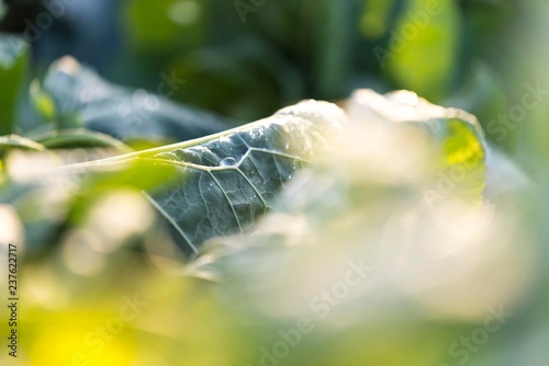 cabbage vegetable leaf isolated