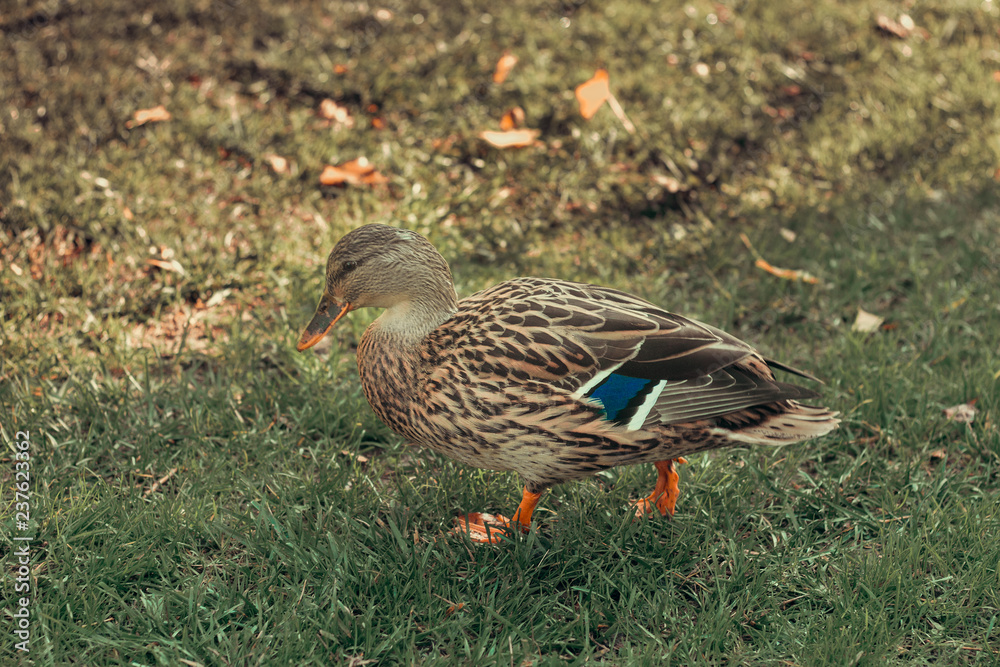 female wild duck in the grass female wild duck in the grass