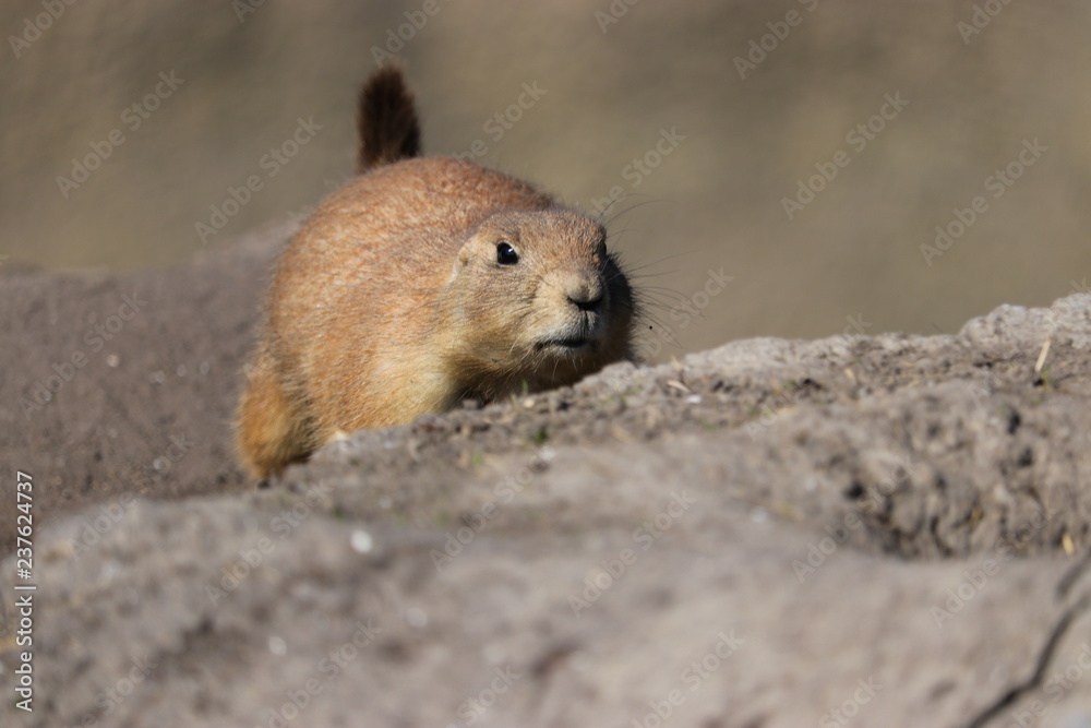 A cute prairie dog closeup laying on alert A cute prairie dog closeup laying on alert