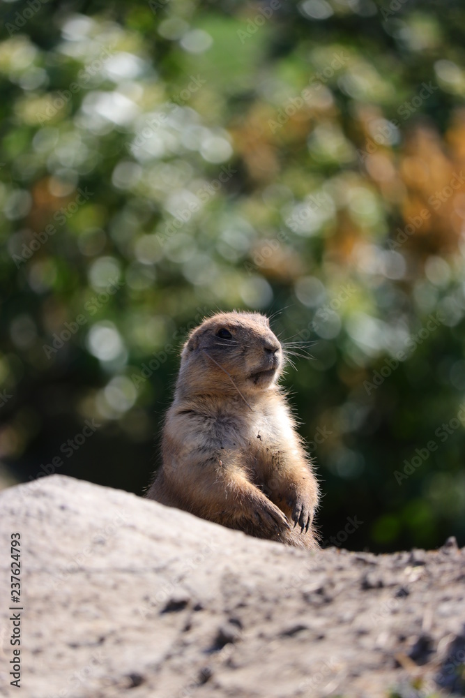 Fototapeta premium A cute prairie dog closeup