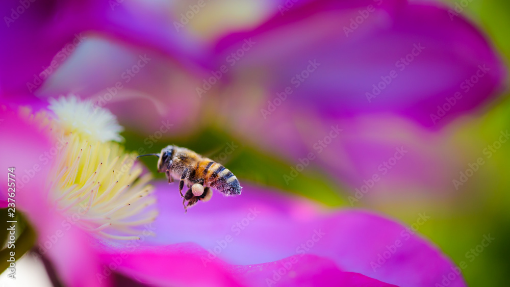 Flying bee approaching a flower. Flying bee approaching a flower.
