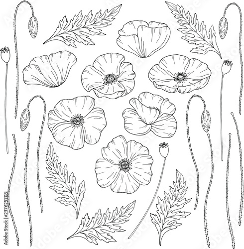 Poppy flowers. Papáver. Stems and leaves. Big set of elements for design. Hand drawn vector illustration. Monochrome black and white ink sketch. Line art. Isolated on white background. Coloring page